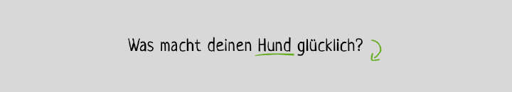 tierliebe hund filtertext